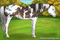 Horse Color:White Spotted Liver Chestnut Splash Varnish 