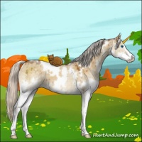 Horse Color:White Spotted Silver Buckskin Dun Sabino Splash Brindle 