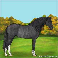 Horse Color:Blue Roan Rabicano 