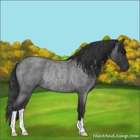 Horse Color:Blue Roan Rabicano