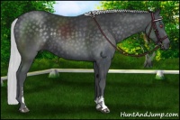 Horse Color:Silver Black Chinchilla Sabino 