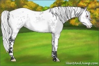Horse Color:Silver Bay Chinchilla Roan Splash Tobiano Appaloosa Rabicano 