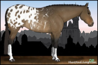 Horse Color:Gray Buckskin Dun Appaloosa Rabicano