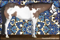 Horse Color:Bay Splash Frame Rabicano