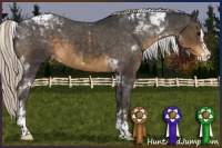 Horse Color:Silver Smoky Black Splash Tobiano Appaloosa