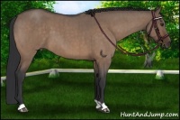 Horse Color:Brown Roan Dun Brindle
