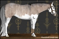 Horse Color:Bay Roan Dun Splash Rabicano Brindle