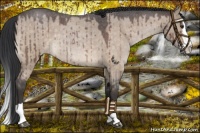 Horse Color:Brown Roan Dun Splash Brindle 