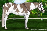 Horse Color:White Spotted Liver Red Dun Splash