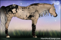 Horse Color:Void Silver Smoky Black Pearl Splash Tobiano Appaloosa Rabicano 