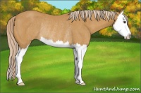 Horse Color:Palomino Splash Rabicano 