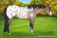 Horse Color:Bay Roan Dun Appaloosa 