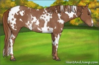 Horse Color:White Spotted Chestnut Rabicano 