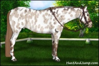 Horse Color:White Spotted Liver Red Dun Roan Near Leopard Brindle 