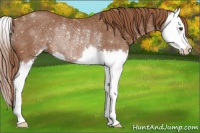Horse Color:Chestnut Sabino Splash Rabicano 