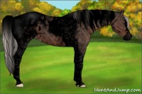 Horse Color:Void Silver Blue Roan Splash Tobiano Blanket Rabicano 