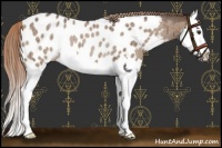 Horse Color:Liver Red Dun Roan Splash Appaloosa Rabicano Brindle 