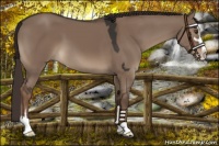 Horse Color:Liver Red Dun Sabino 