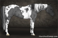 Horse Color:Blue Roan Tobiano 
