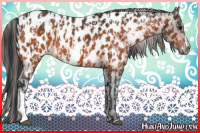 Horse Color:Bay Appaloosa and Bay Appaloosa