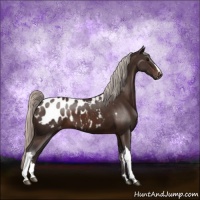Horse Color:Silver Brown Appaloosa