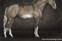 Horse Color:Liver Red Dun Roan Mushroom Sabino Splash Frame Rabicano Brindle 