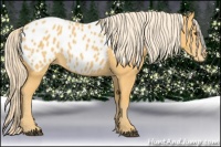 Horse Color:Palomino Appaloosa