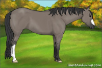 Horse Color:Grullo