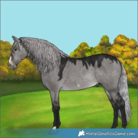 Horse Color:Gray Platinum Silver Brown Dun Frame 
