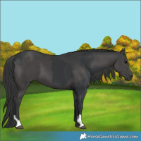 Horse Color:Black  and Black 