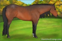 Horse Color:Brown 