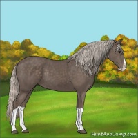 Horse Color:Silver Black Splash