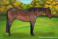 Horse Color:Bay Roan 