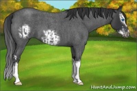 Horse Color:Blue Roan Sabino Splash  and Blue Roan Sabino Splash Frame 
