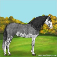 Horse Color:Blue Roan Sabino Splash  and Blue Roan Sabino Splash 