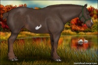 Horse Color:Liver Chestnut Frame 