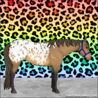 Horse Color:Buckskin Appaloosa 