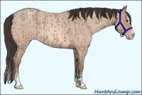 Horse Color:Classic Champagne Roan Sabino Splash and Amber Champagne Roan Sabino Rabicano