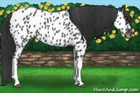 Horse Color:Black Near Leopard 