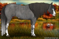 Horse Color:Blue Roan Sabino Splash  and Smoky Blue Roan Sabino Splash 