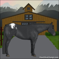 Horse Color:Black Appaloosa