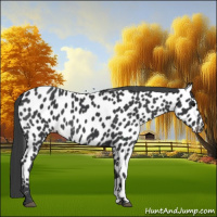 Horse Color:Black Appaloosa