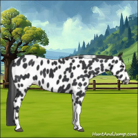Horse Color:Black Appaloosa 