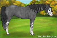 Horse Color:Blue Roan Sabino Splash  and Blue Roan Sabino Splash 