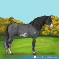 Horse Color:Blue Roan Sabino Splash  and Blue Roan Sabino Splash Frame 