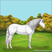 Horse Color:Cremello Dun 