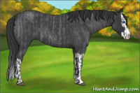 Horse Color:Blue Roan Sabino Splash  and Blue Roan Sabino Splash 