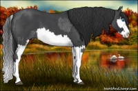 Horse Color:Blue Roan Sabino Splash  and Blue Roan Sabino Splash 