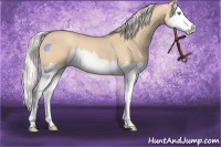 Horse Color:Silver Classic Champagne Dun Splash 