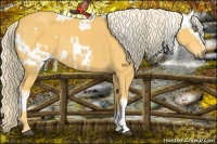 Horse Color:Palomino Appaloosa  and Palomino 